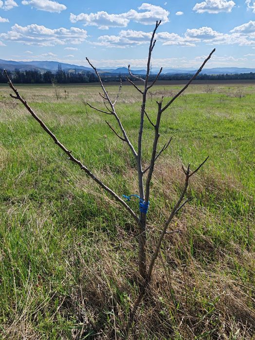 Орехова градина 5 дка / Овощна градина / Земеделска земя