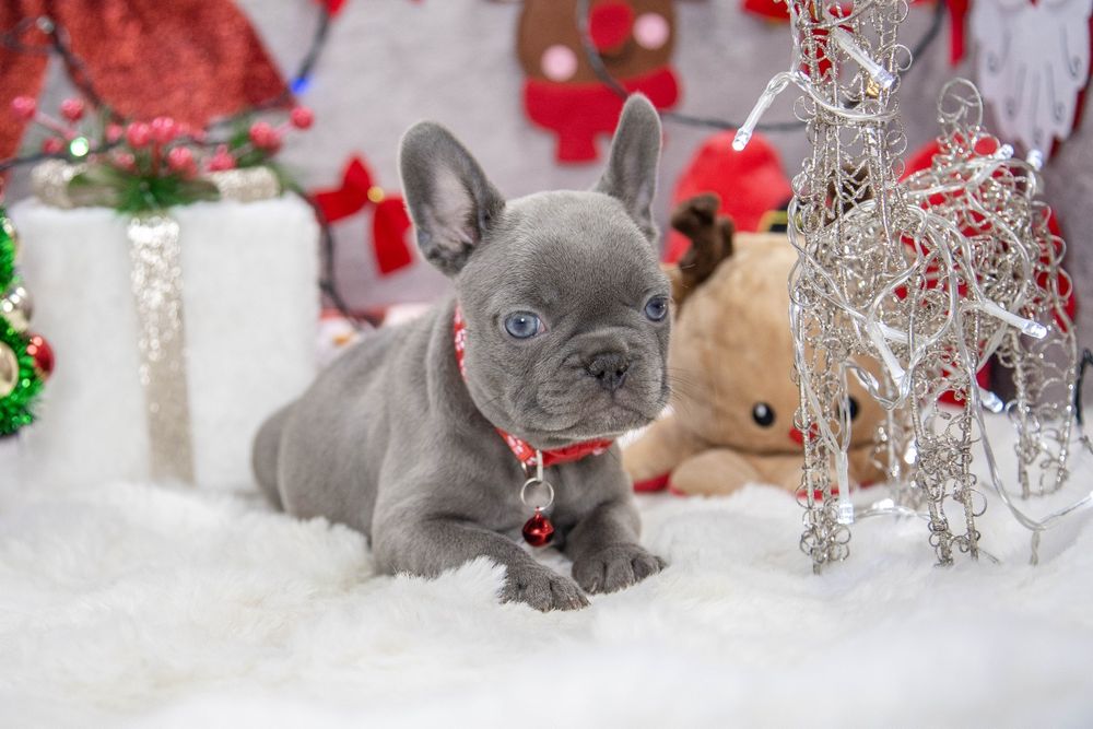 bulldog francez lilac