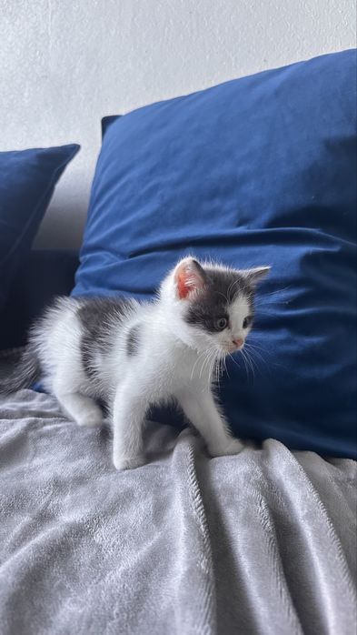 Котятки ищую новый дом