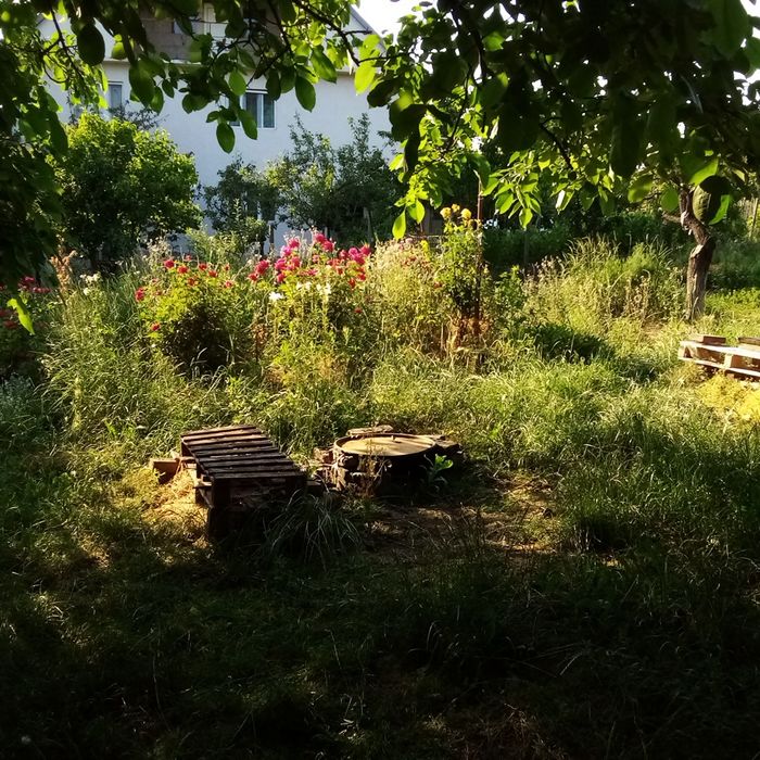 Chirie 1600 M2 teren îngrădit cu casa lemn, curentr Colinelor Oradea