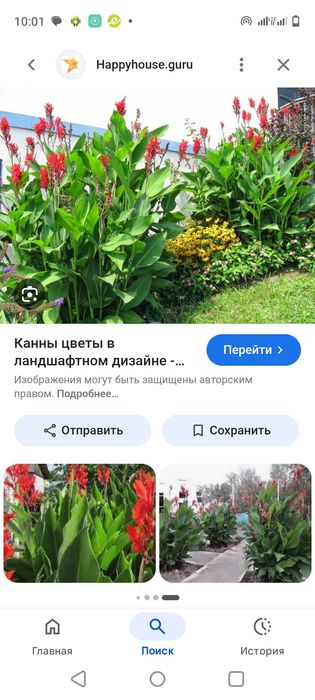 Продам Канны . цветы красные. Высокие .