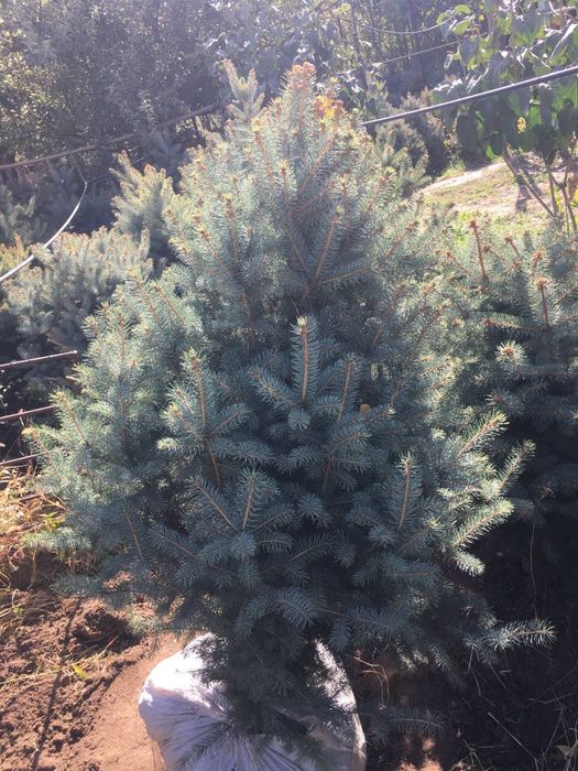 Galuboy yel sotiladi