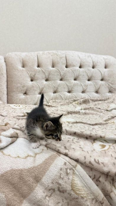 Отдам котят в добрые руки