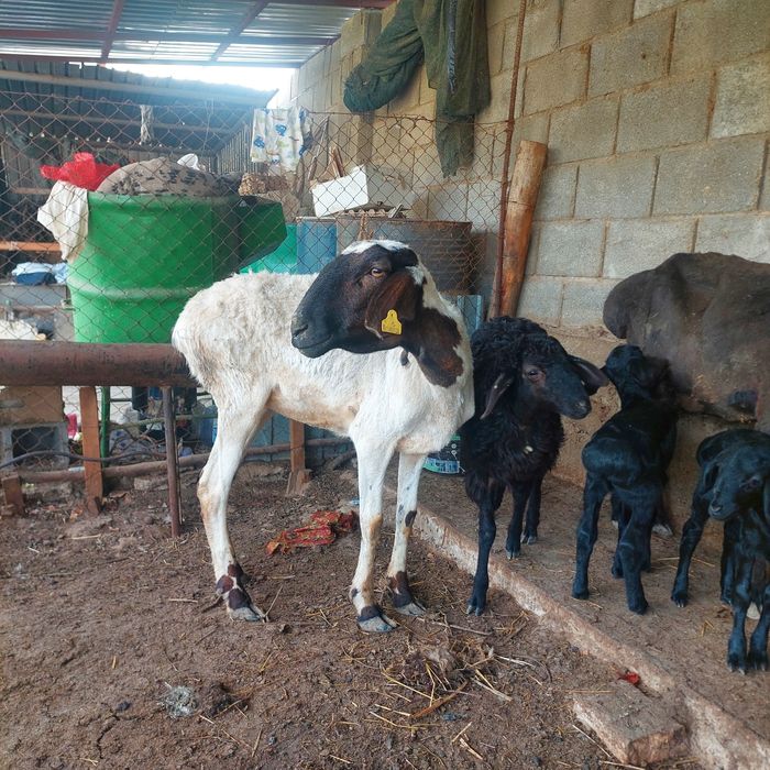 Қой Қошқар   тоқты  Самал-2