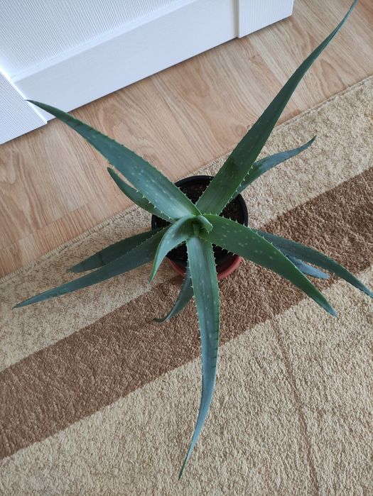 Алоэ лечебное более 3х лет