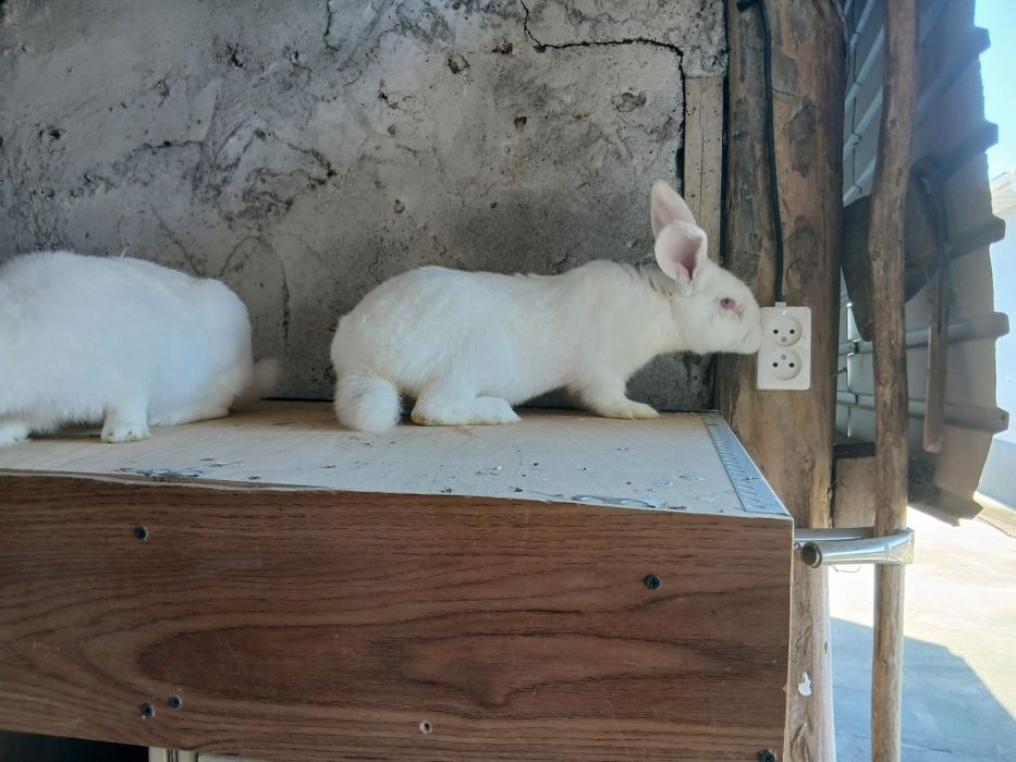 Кролики. Самцы 4 месяцев жирные