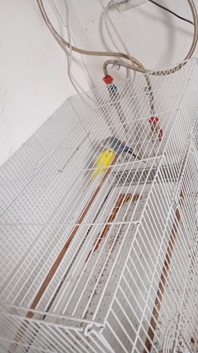 Незнаю какой породы