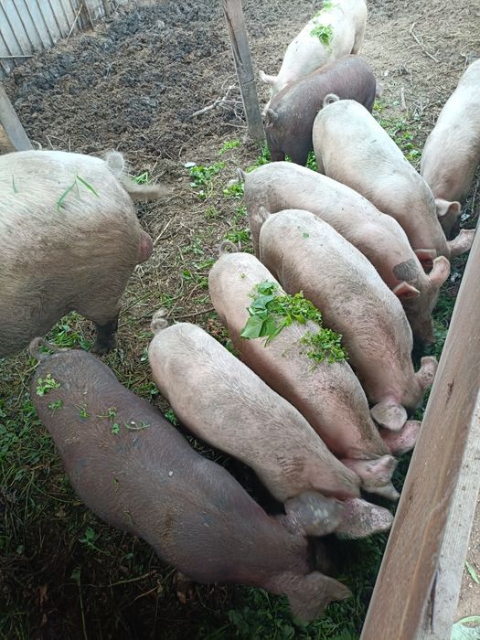 Продам свиней паросят хряк