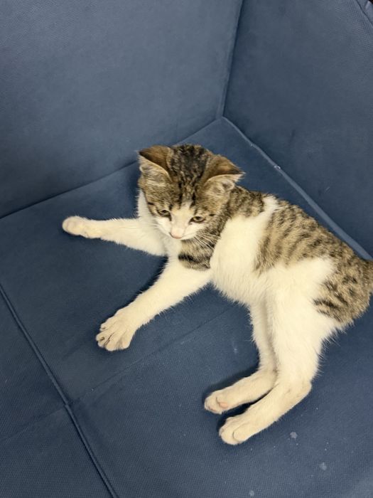 Котенок дасковый, домашний