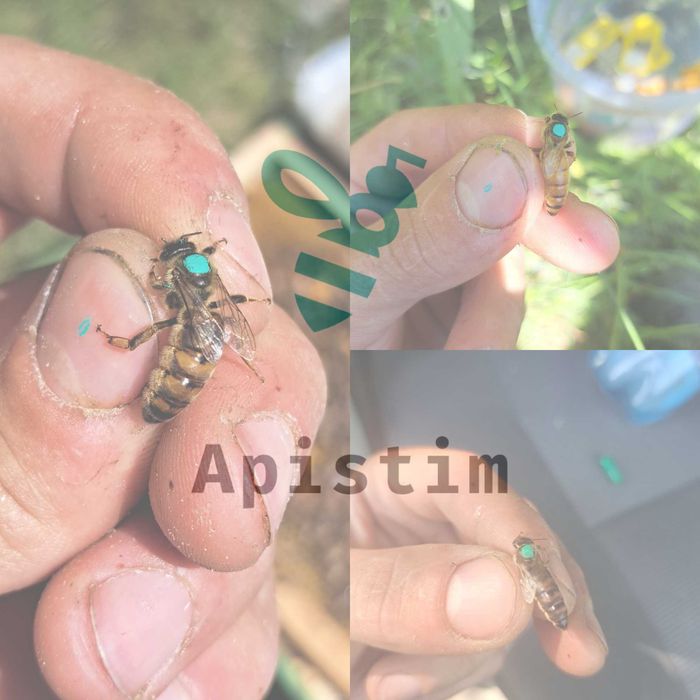 Precomenzi matci Buckfast imperecheate 2025 (10+1)