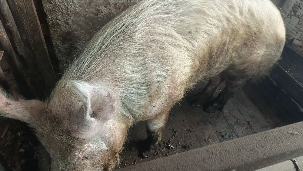 Продам хряка осеминителят