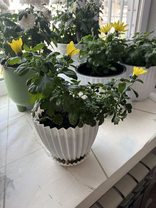 Хризантемы.  комнатные цветы