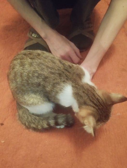 Отдам котёнка девочку