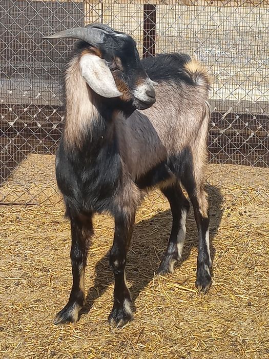 Теке аренда. Козёл аренда