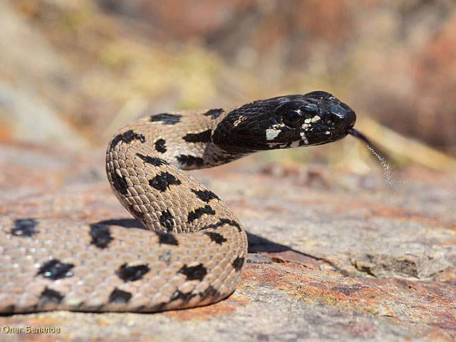 Ilon ushlash va dezinfeksiya xizmati