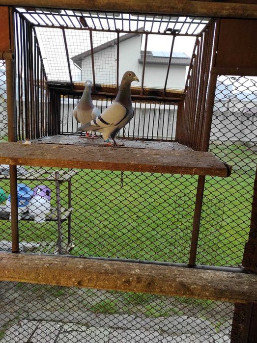 Porumbei voiajori, masculi, concurati