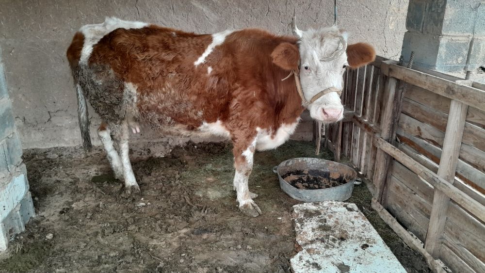 Сиыр сатылады жем жеп тұрған