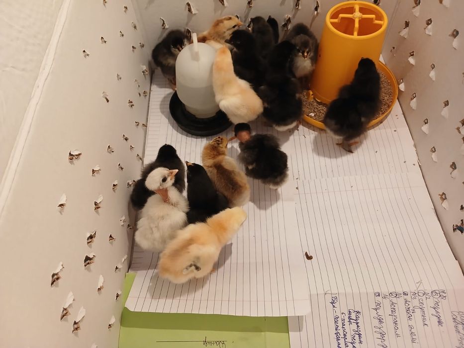 Цыплята суточные 13.14 дня цеплята