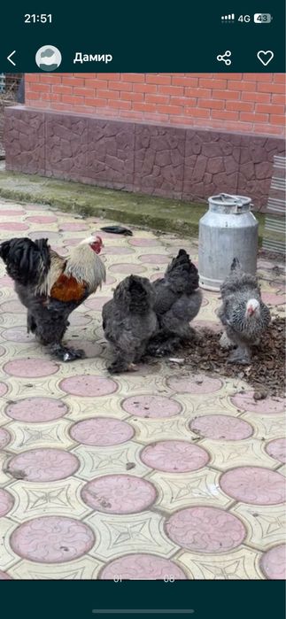 Инкубационные яйца Брама.