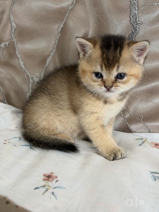 Ищем любящих хозяев для котят порода золотая шиншилла