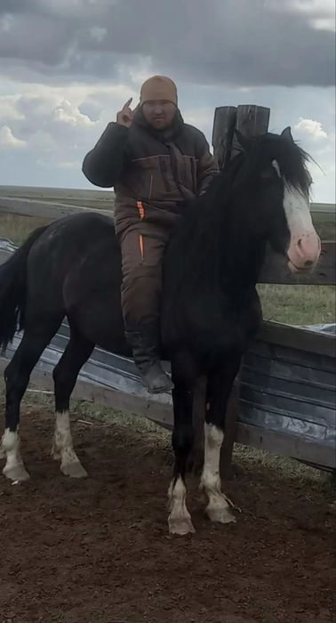 Айгыр (Жеребец) продается