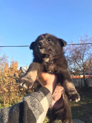 Отдадим щенков в добрые руки