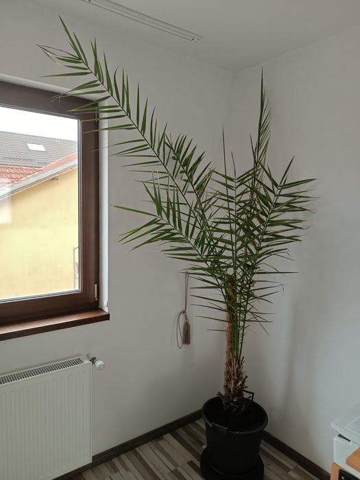 Vand palmier inaltime 2.5 m