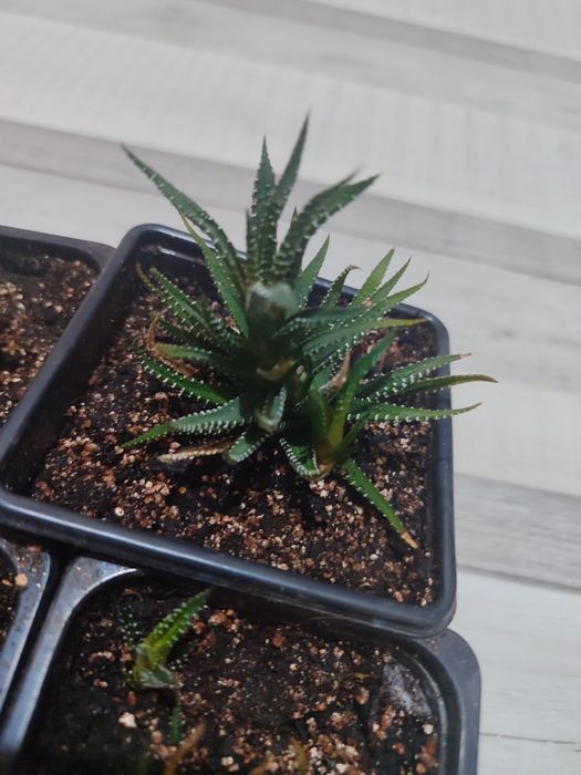 Продам Хавортию .