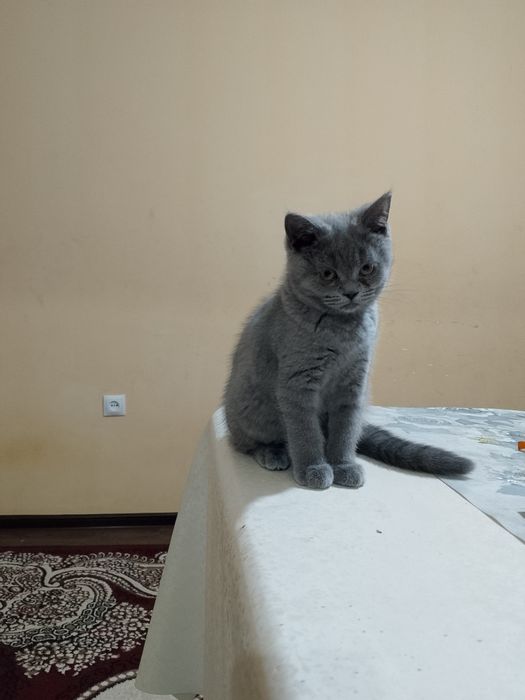 Zotdor mushukcha sotiladi