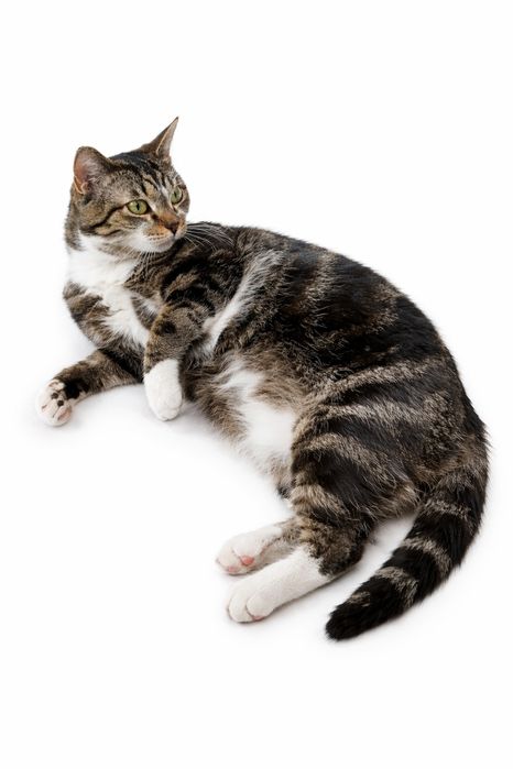 Котик ищет любящий дом