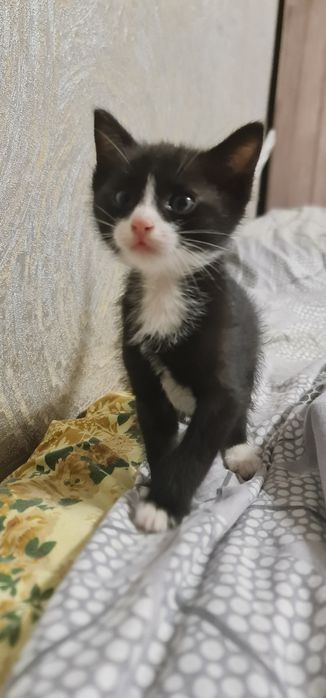 Котята месяц от роду