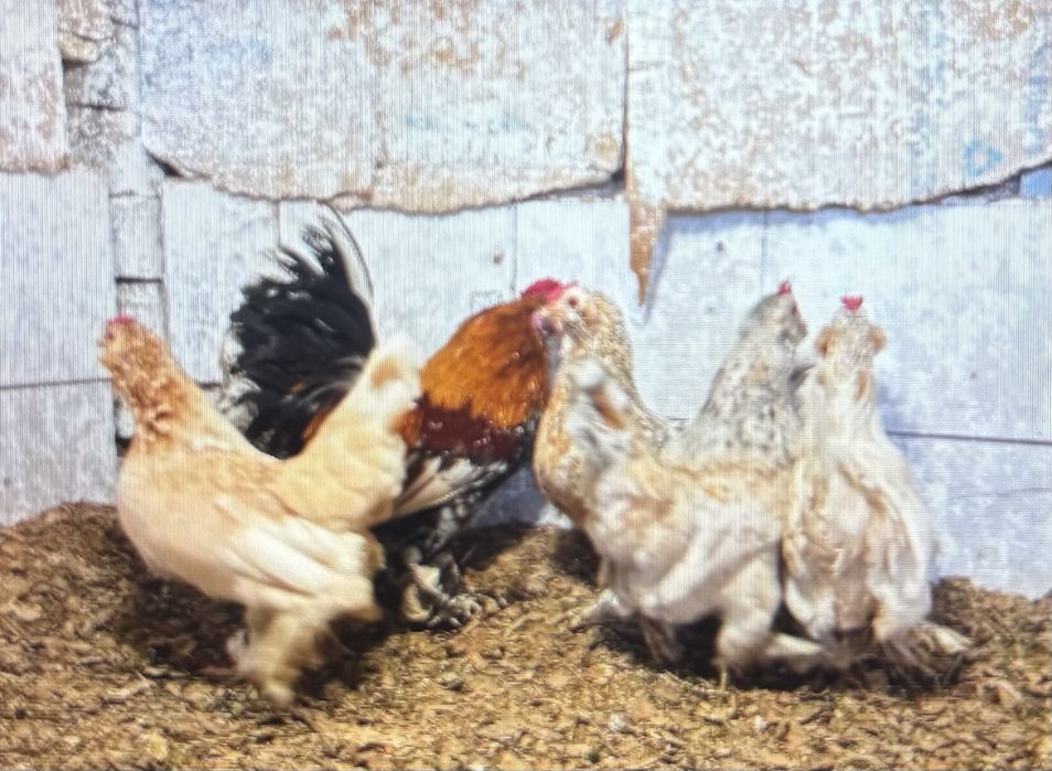 Кокошки, петли, декоративни, яйца холандска гащата руском шабо бантам амерокана