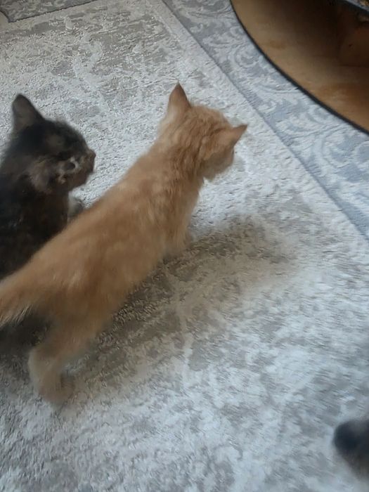 Отдам котят в добрые руки