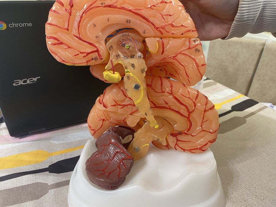 Анатомичен мозък със 100% точност