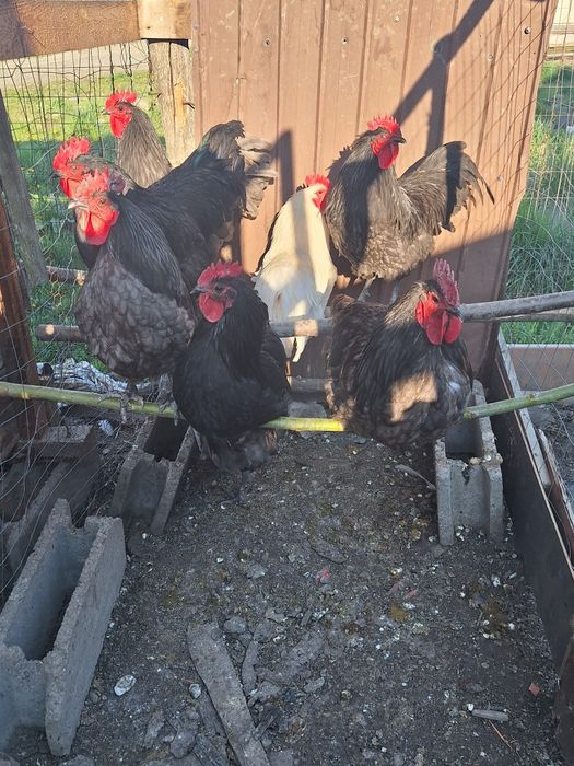 Cocosi australorp