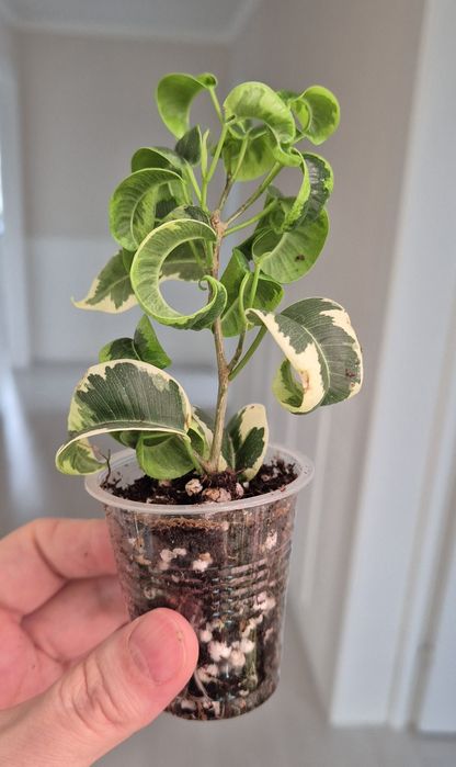 Фикусы разных сортов