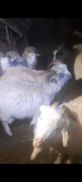 ешкі, шыбыш, лақ, коза, козы, козленок