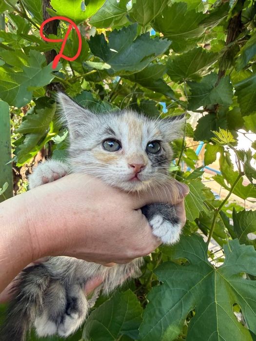 Продам котят в добрые руки