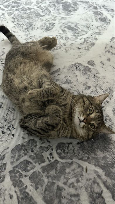Отдаем кота в добрые руки