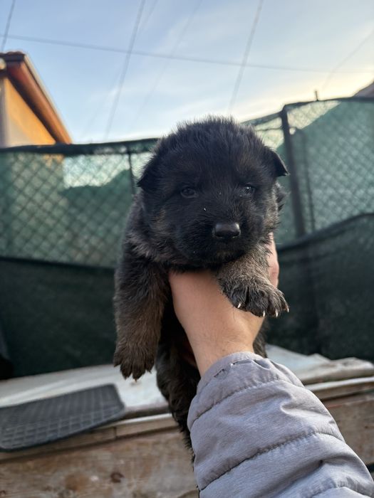 Бебета Немски Овчарки