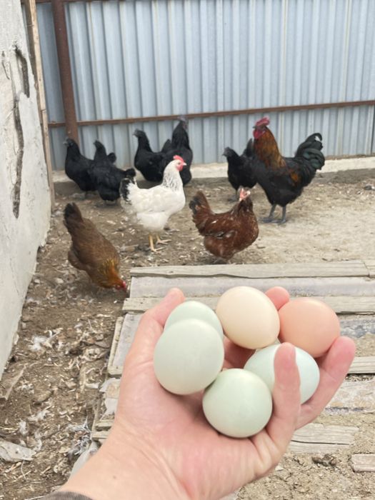 Инкубацонные яйца цветное