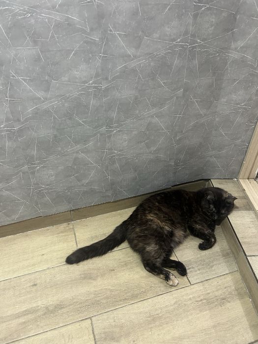 Потерялась кошечка