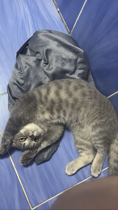 Котенок в добрые руки