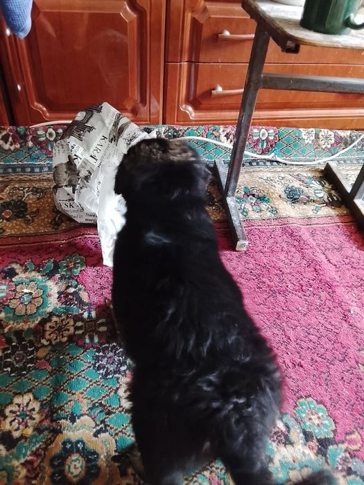 Отдам даром малыша