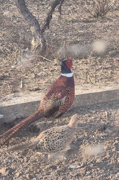 Pereche fazani  comuni