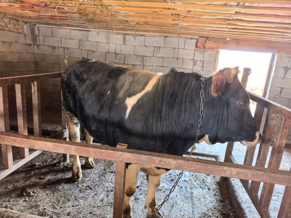 Продается бычок 2 годик