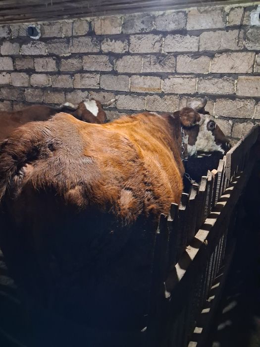 Продам корову крупная