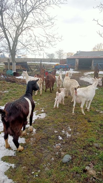 Vând capre bune de lapte