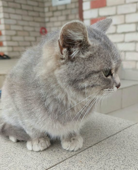 Котик домашний мышелов