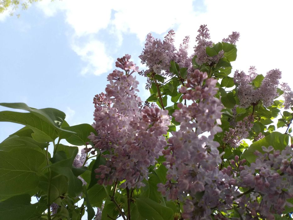 Продам садовые растения